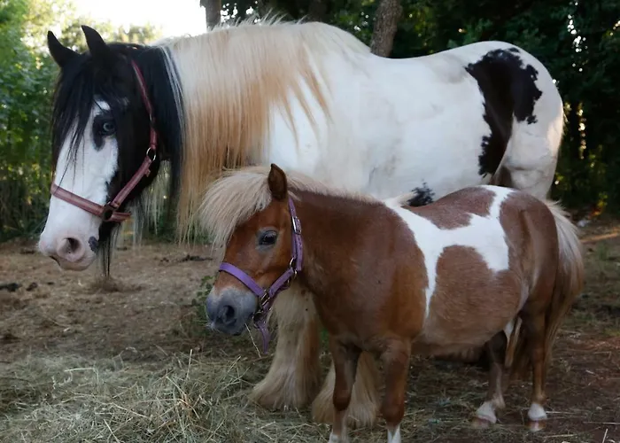 Mobile Homes Dvor Feriehus